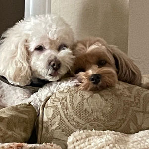 Meet your Posher, Richard